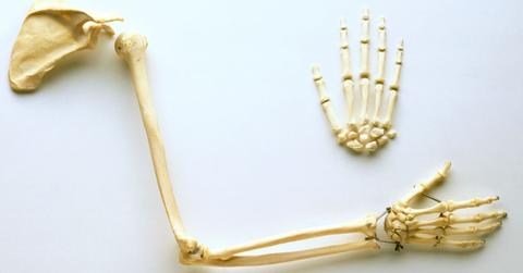 Bones Found in German Cave Reveal Secrets of Early Humans