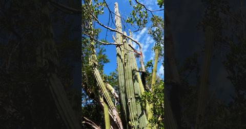 Key Largo Tree Cactus Extinct in the U.S. Due to Climate Change