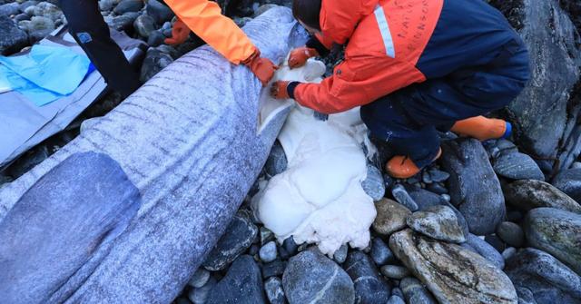 Rarely Spotted 100-Year-Old Shark Washes Ashore in Greenland