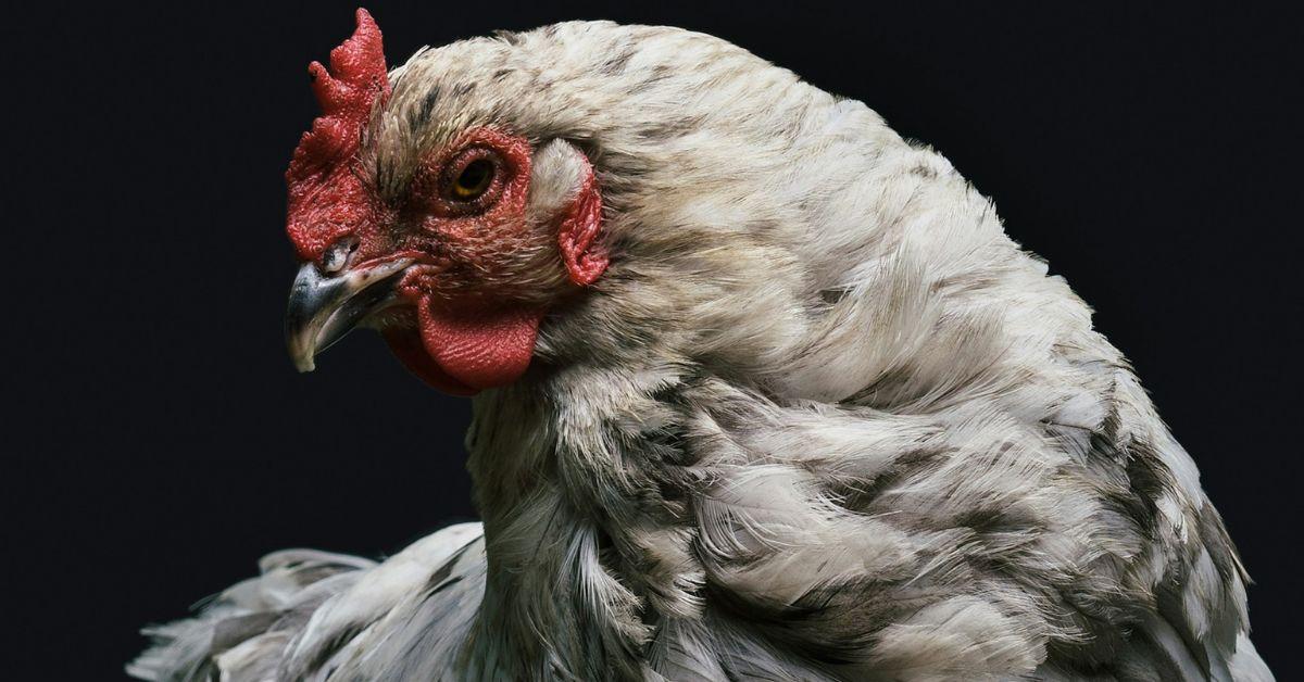 Texas Woman Accused of Importing Rare Chicken Eggs