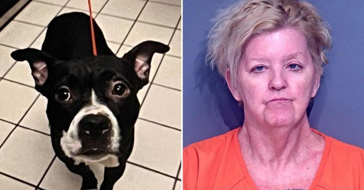 Top Crime News: Dog Decapitated; Murder-for-Hire Scheme; and More