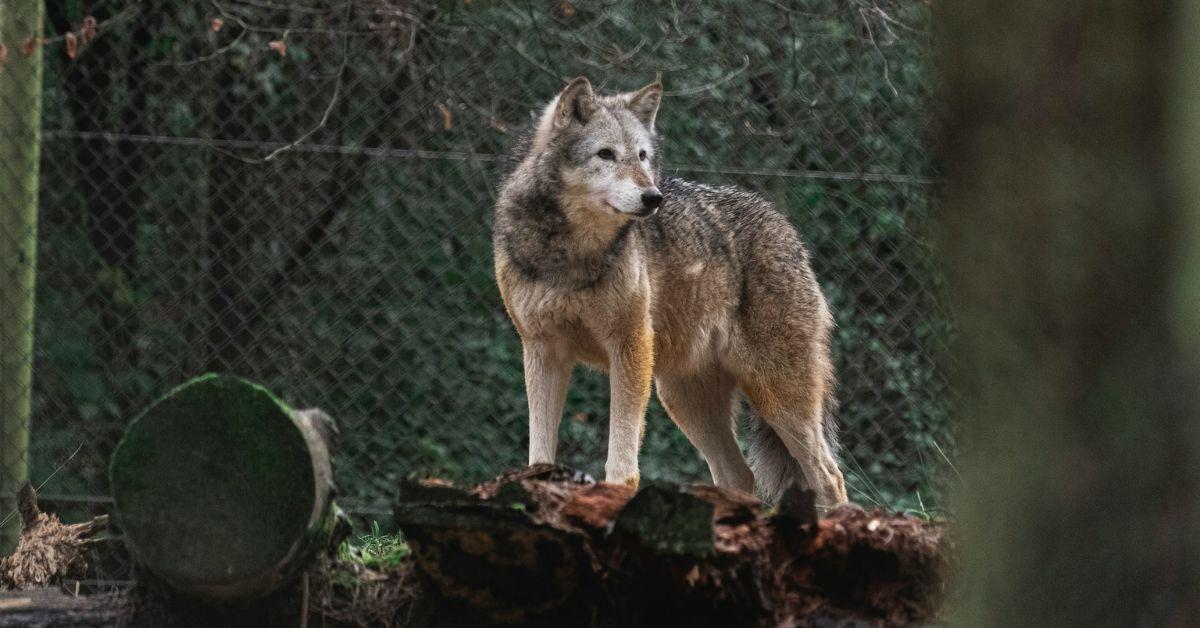 Wolves Roaming Chernobyl Developed Cancer-Resilient Abilities: Study