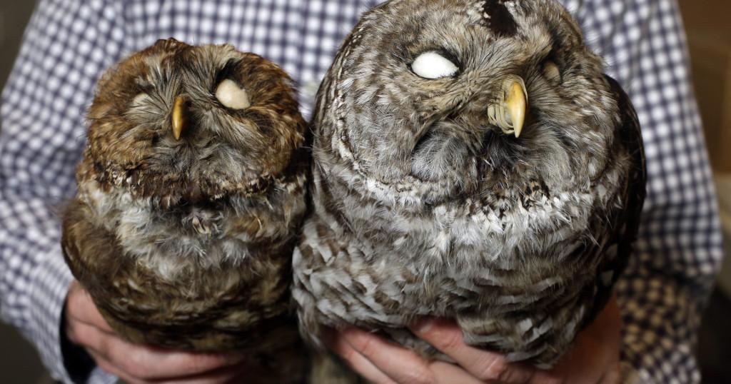 Federal Agency Proposes Shooting 500,000 Barred Owls