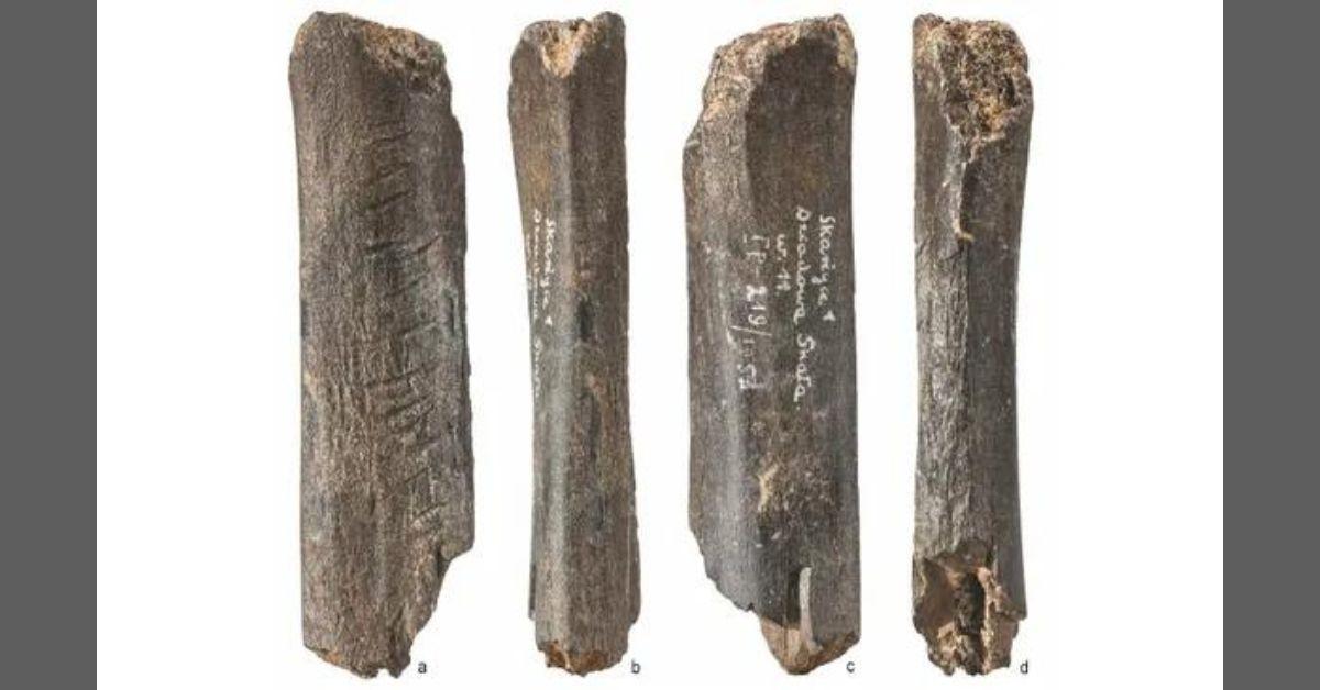 Oldest Art in Eurasia? Neanderthal Carvings Discovered on Bear Bone