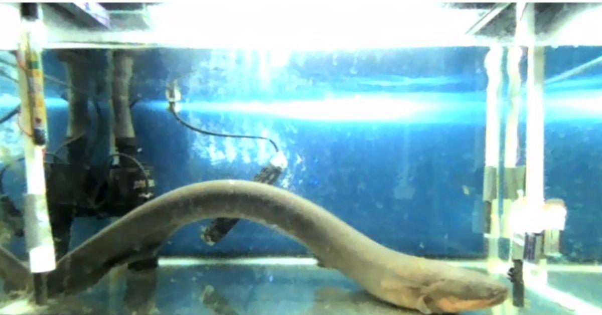 Shocking Study Finds Electric Eels Can Alter DNA of Other Animals