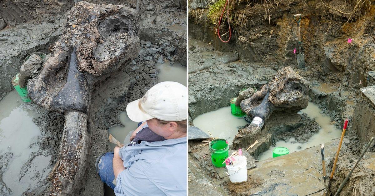 Archaeologists Discover Iowa’s First Preserved Mastodon Skull