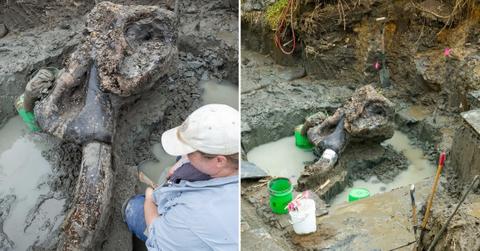 Archaeologists Discover Iowa’s First Preserved Mastodon Skull