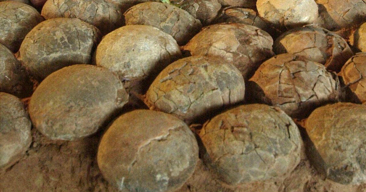 Indian Village's 'Sacred Stones' Identified as Dinosaur Eggs