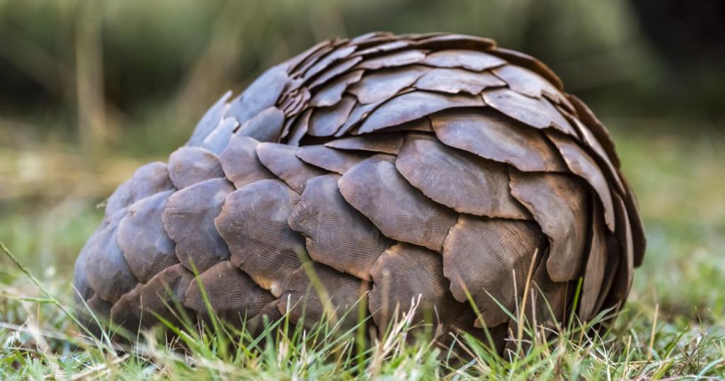 Farmers Set Aside Land After Pangolins Come Out of Hiding