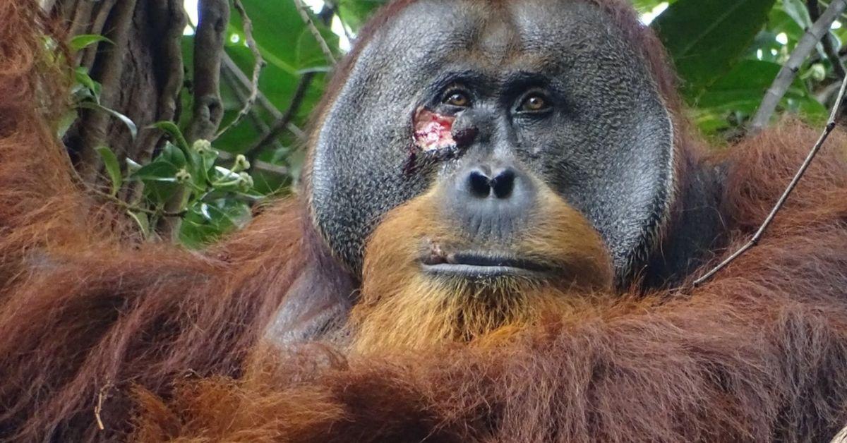 Orangutan Healing: First-Ever Discovery of Self-Medication in the Wild