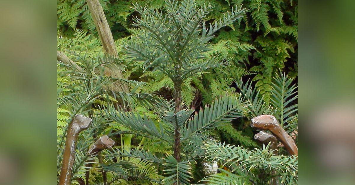 Ancient Trees Thought Extinct 2 Million Years Rebound in Australia