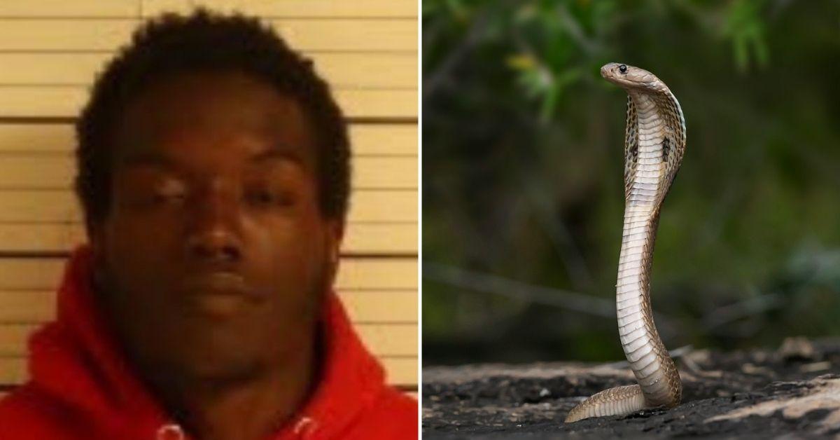 Man Accused of Trying to Rob Convenience Store With Snake as Weapon