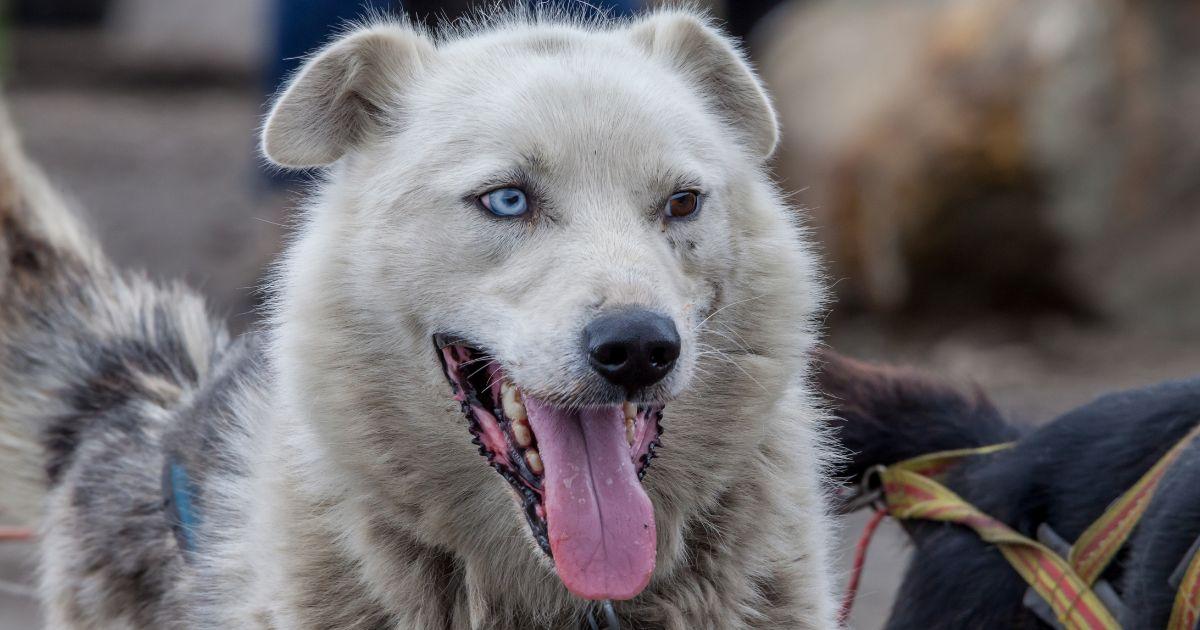 3-Month-Old Baby Killed in Dog Attack, Mother Injured