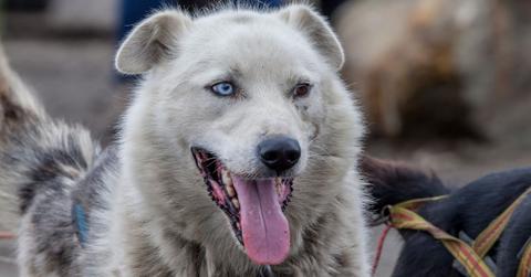 3-Month-Old Baby Killed in Dog Attack, Mother Injured