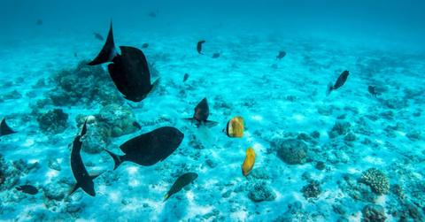 Former NASA Scientist Says Aliens Could Be Hiding in Ocean