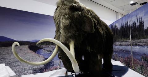 Woolly Mammoth to Be 'Alive Again,' Lab Promises Thanks to DNA