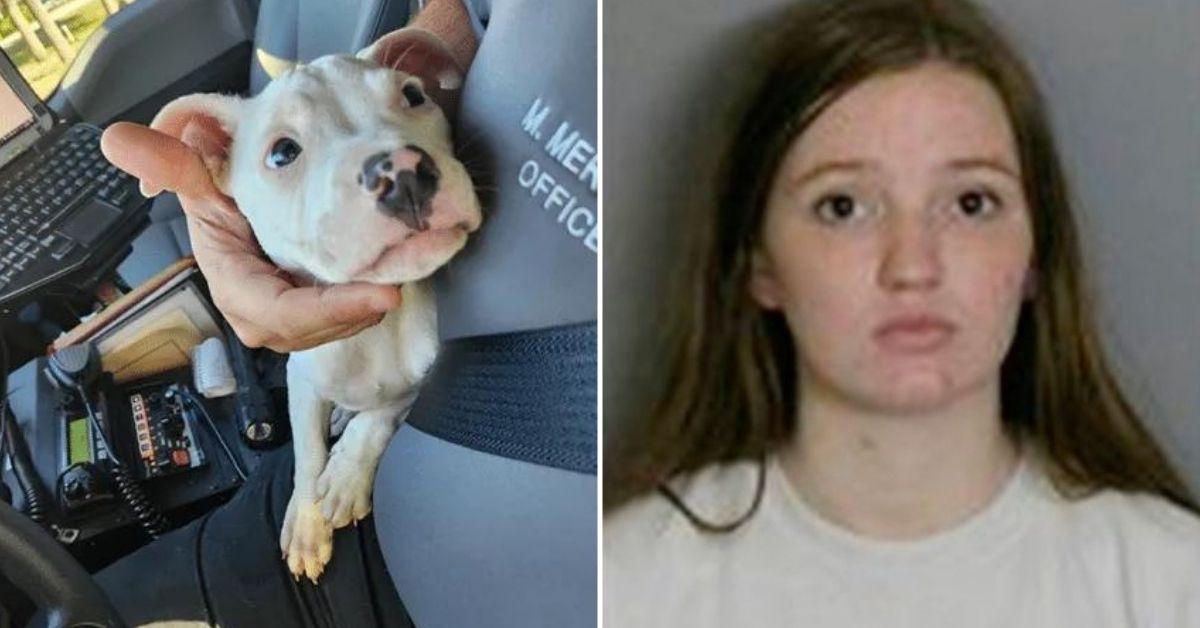 pit bull puppy chewed off babys fingers florida