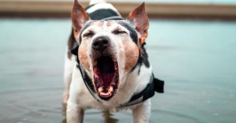 New Mexico Man Charged in Alleged Gunfight Over Barking Dog: Police