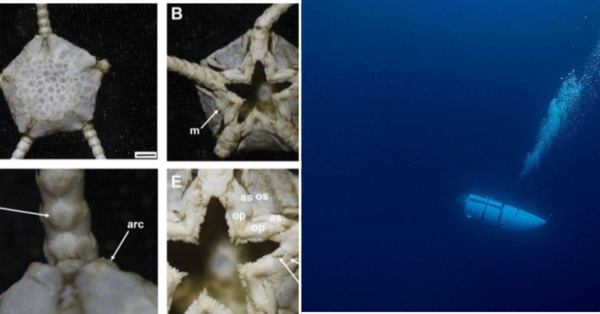 Scientists Discover New Alien-Like Species in Philippine Sea