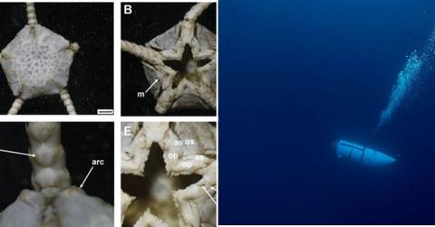 Scientists Discover New Alien-Like Species in Philippine Sea