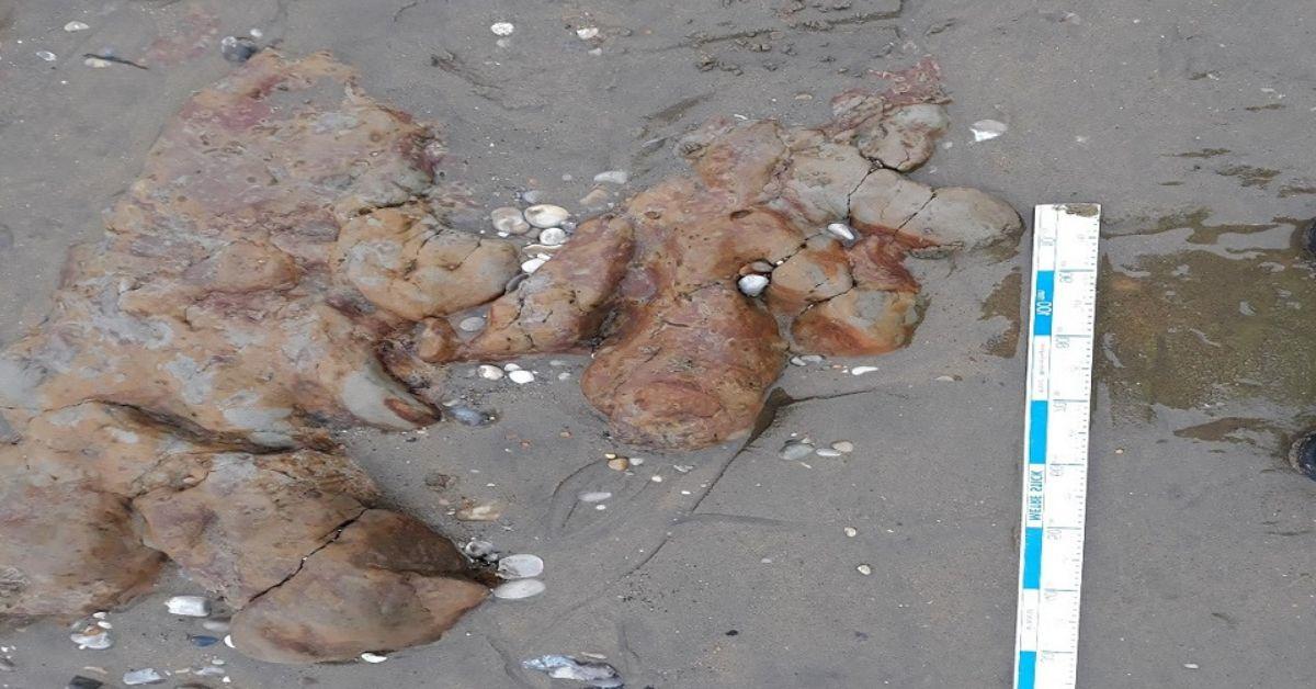 Dinosaur Footprint Fossils Discovered on UK Beach