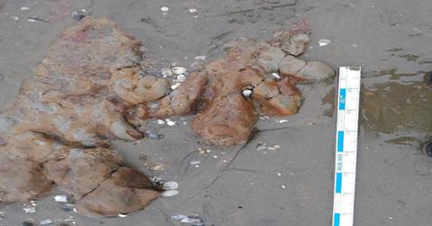 Dinosaur Footprint Fossils Discovered on UK Beach