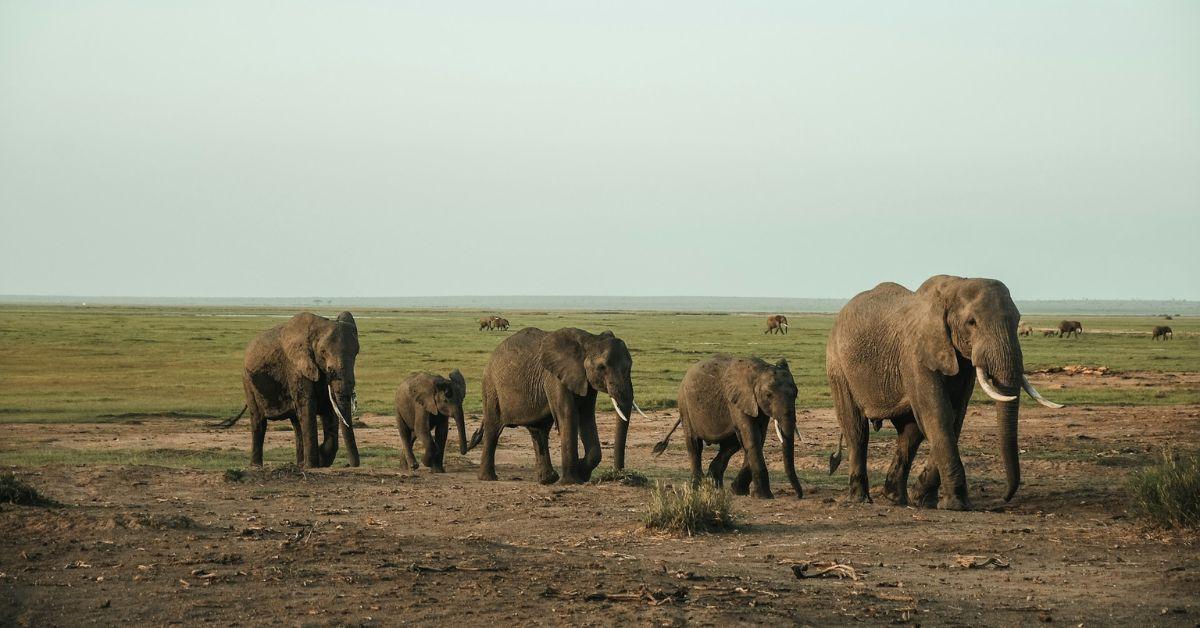 Elephants Use Unique 'Names' to Call Each Other, Scientists Discover