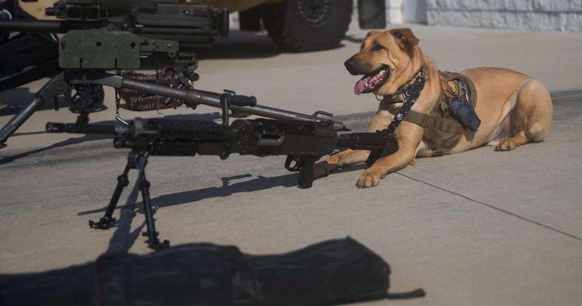 Dog shot a woman