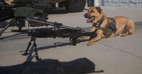 Dog shot a woman