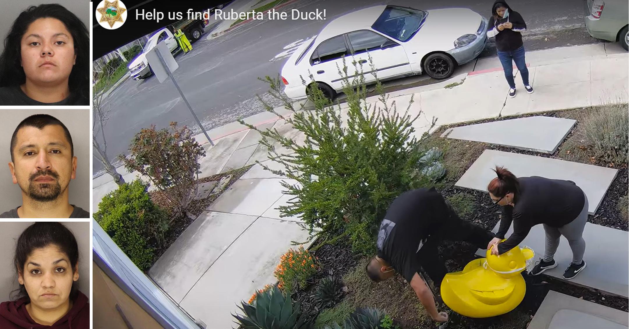 california mountain view duck stolen