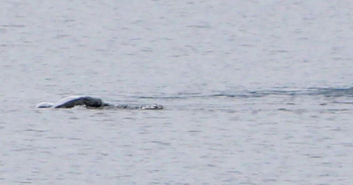 Photo Described as 'Most Exciting Ever' Sighting of Loch Ness Monster