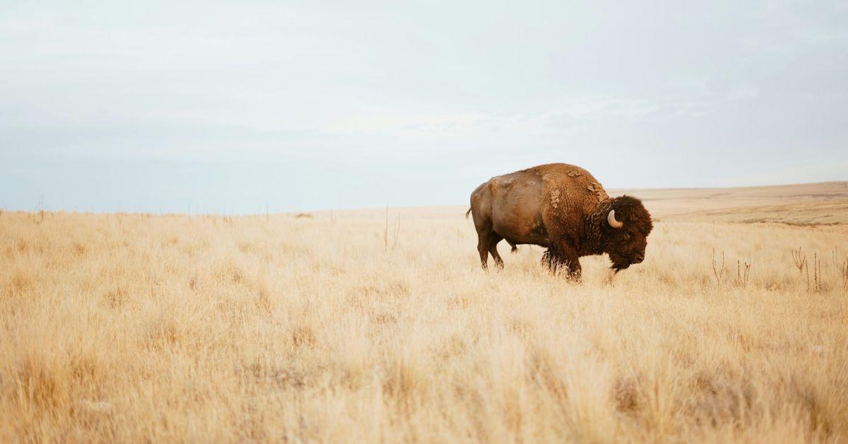 Man Injured by Bison After He Allegedly Kicked It: Rangers