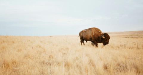 Man Injured by Bison After He Allegedly Kicked It: Rangers