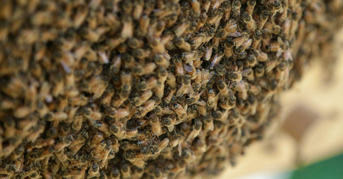 Woman Discovers 50,000 Bees Living Inside Her Walls