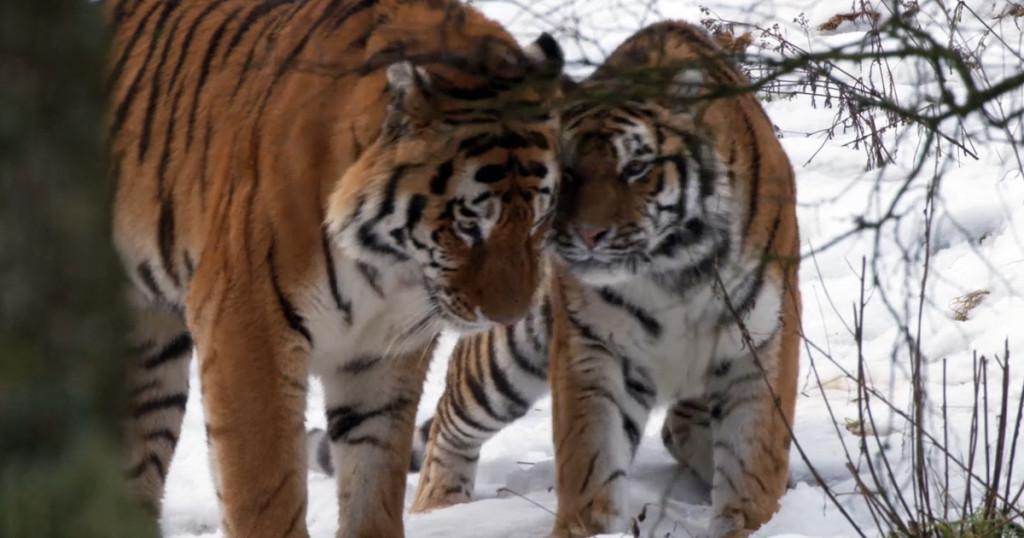 Loose Tigers Part of Putin's Plan, but Russians Are Dying