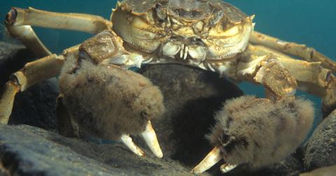 Effective Trapping Method Emerges in Fight Against Invasive Crabs
