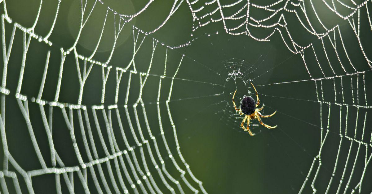 Spider Silk-Making Process Could Lead to Alzheimer's Cure