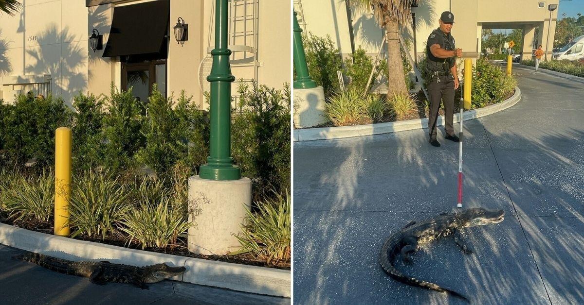 Gator Grind: Florida's Finest Handle Drive-Thru Delight